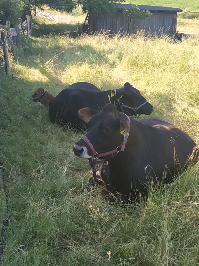 Câlin de vache, encouragement assisté par des animaux, activité assistée par des animaux