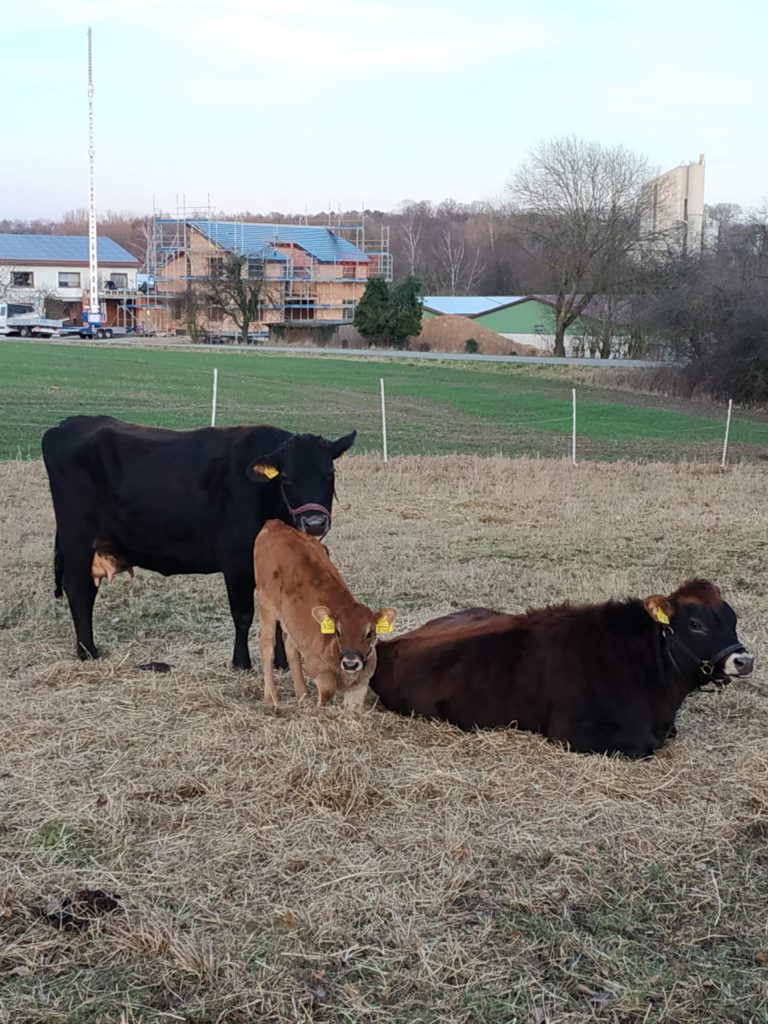 Cow cuddle, animal assisted encouragement, animal assisted activity