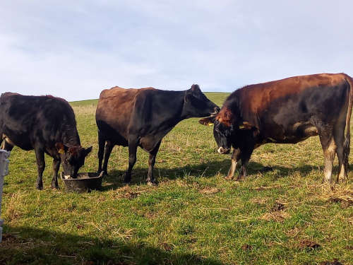 Read more about the article HNA article from July 24th, 2021: Cow cuddling in Dransfeld