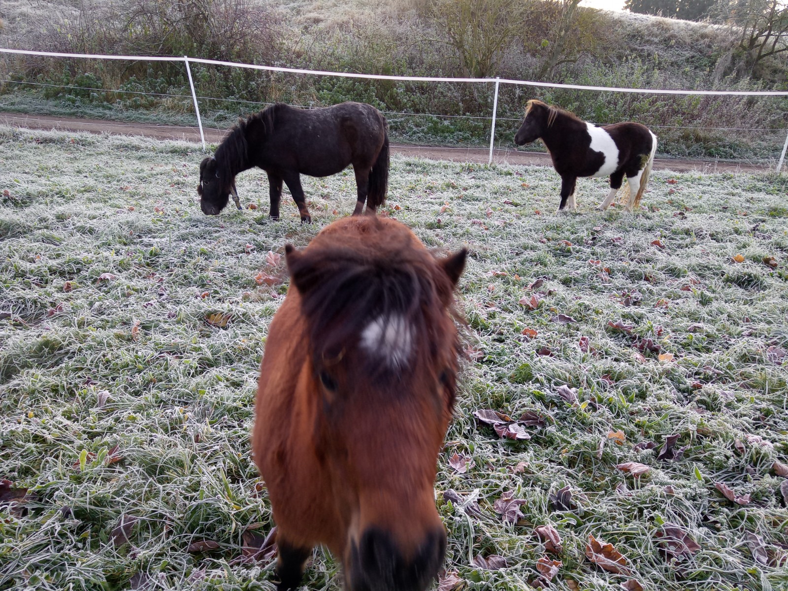 You are currently viewing Our Shetties